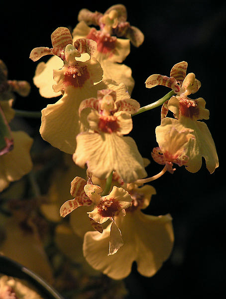Orchidea.36.JPG - OLYMPUS DIGITAL CAMERA
